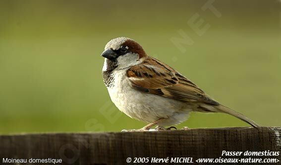 Moineau domestique