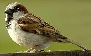 Moineau domestique