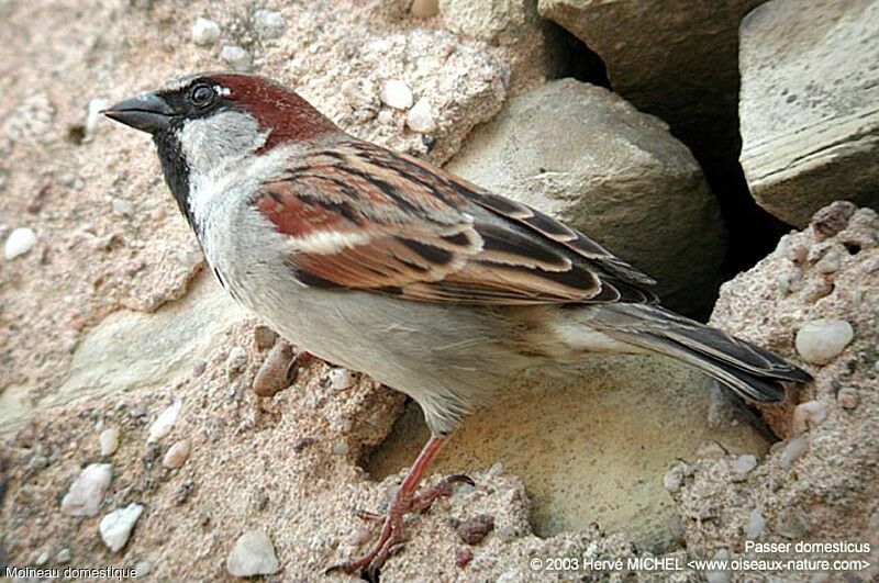 House Sparrow