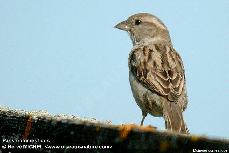 House Sparrow