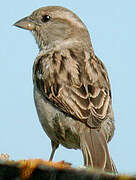 House Sparrow