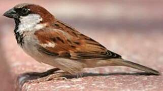 House Sparrow