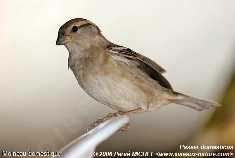 House Sparrow female adult