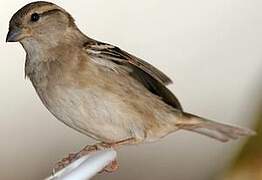 House Sparrow