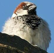 House Sparrow