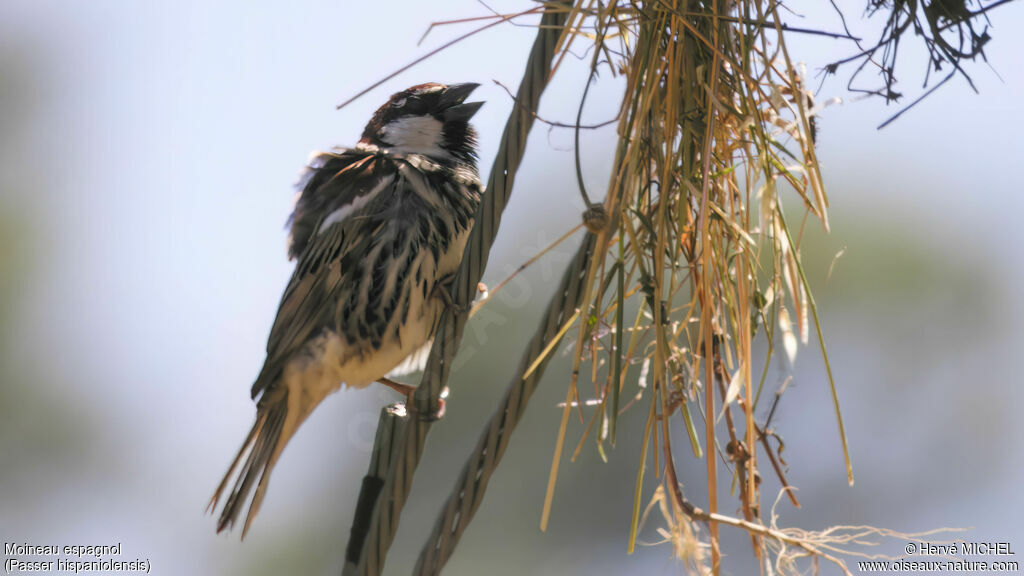 Moineau espagnol mâle adulte