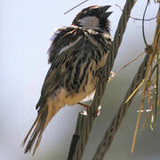 Spanish Sparrow