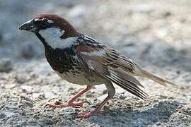 Spanish Sparrow