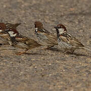 Spanish Sparrow