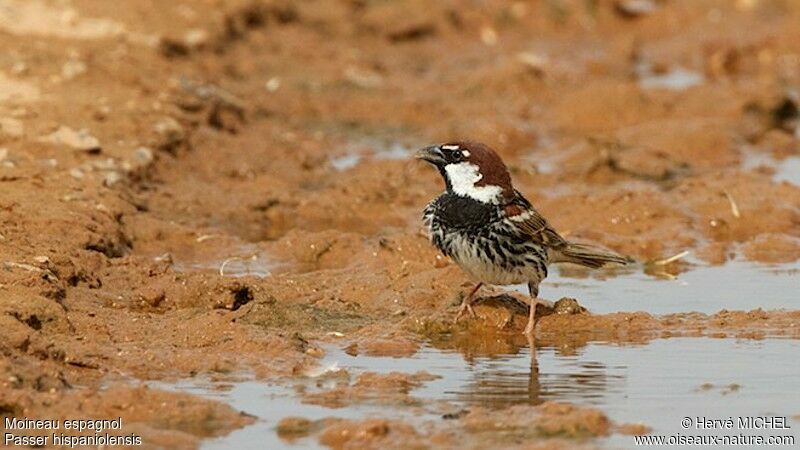 Spanish Sparrow male adult breeding