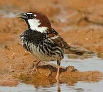 Spanish Sparrow