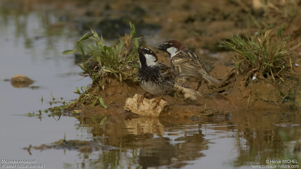 Spanish Sparrow male adult breeding