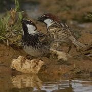 Spanish Sparrow