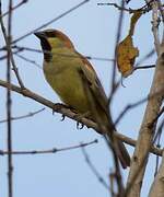 Plain-backed Sparrow