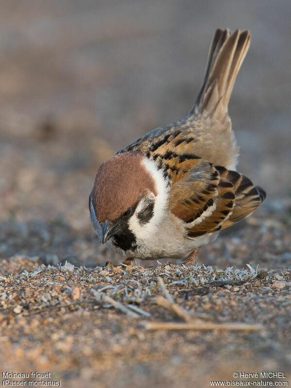 Eurasian Tree Sparrow, courting display