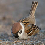 Moineau friquet