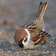 Eurasian Tree Sparrow