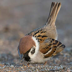 Moineau friquet