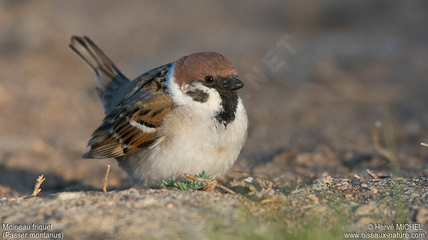 Eurasian Tree Sparrow