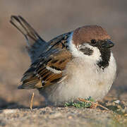 Eurasian Tree Sparrow