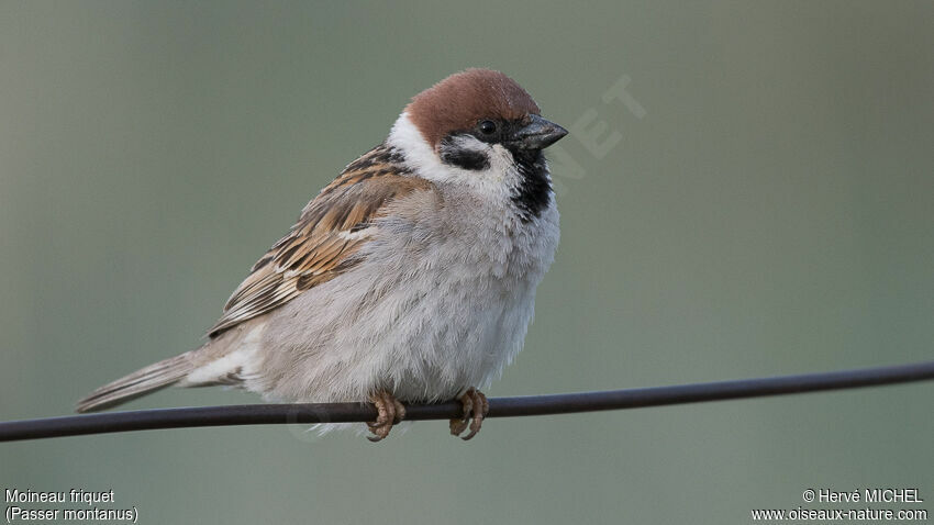 Eurasian Tree Sparrowadult