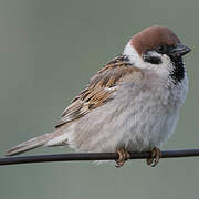 Eurasian Tree Sparrow