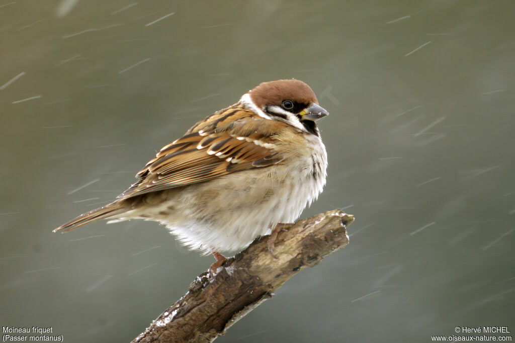 Moineau friquet