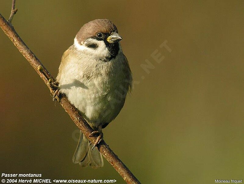 Moineau friquet