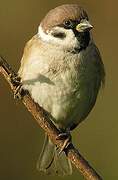 Eurasian Tree Sparrow