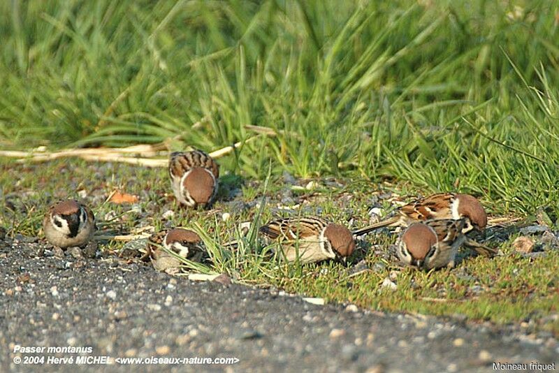 Moineau friquet