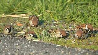 Eurasian Tree Sparrow