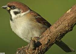 Eurasian Tree Sparrow