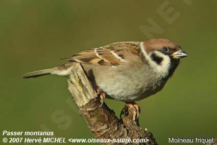 Moineau friquetadulte