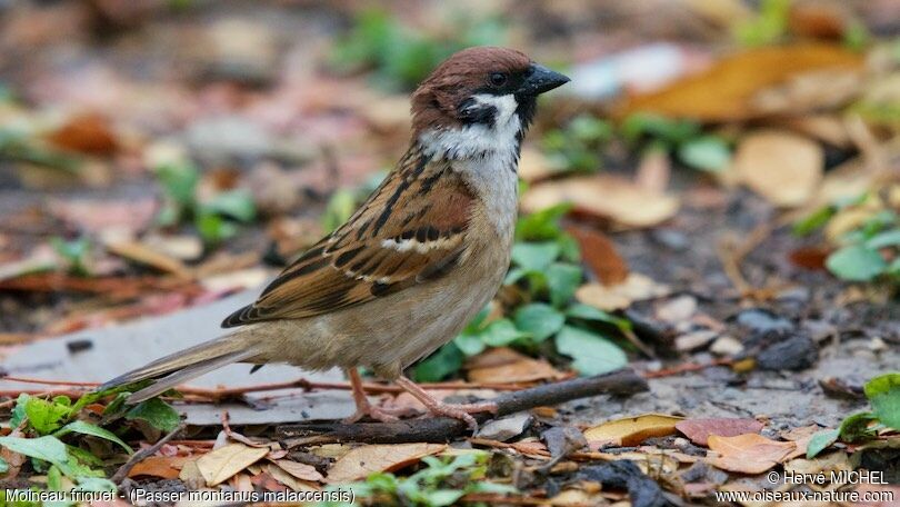 Moineau friquetadulte