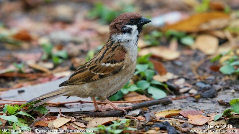 Eurasian Tree Sparrowadult