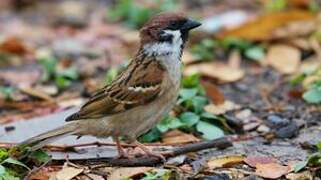 Eurasian Tree Sparrow