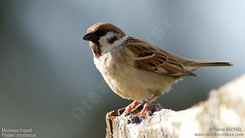 Moineau friquet mâle adulte nuptial