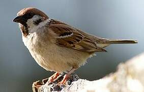 Eurasian Tree Sparrow