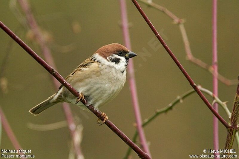 Moineau friquetadulte