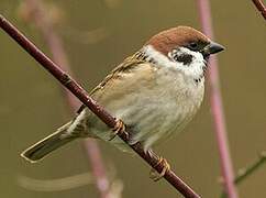 Eurasian Tree Sparrow