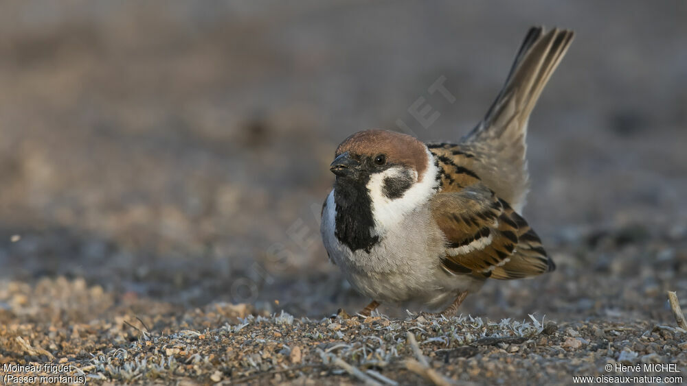 Moineau friquet mâle adulte nuptial, parade