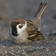 Eurasian Tree Sparrow