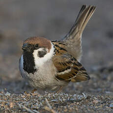 Moineau friquet