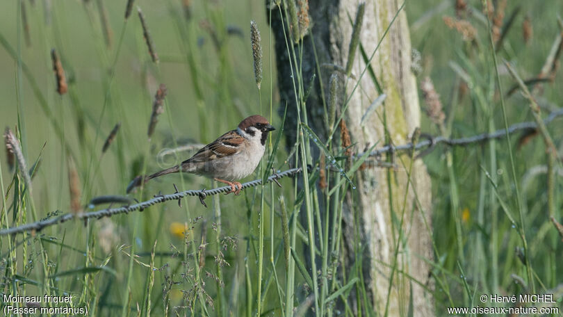 Moineau friquetadulte