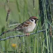 Eurasian Tree Sparrow