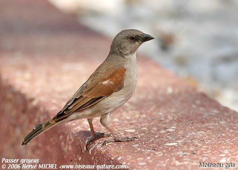 Northern Grey-headed Sparrow