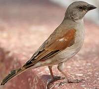 Northern Grey-headed Sparrow