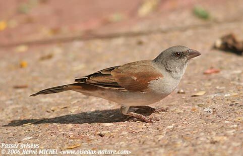 Moineau grisadulte