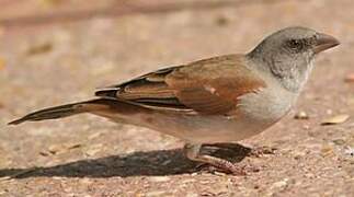 Moineau gris