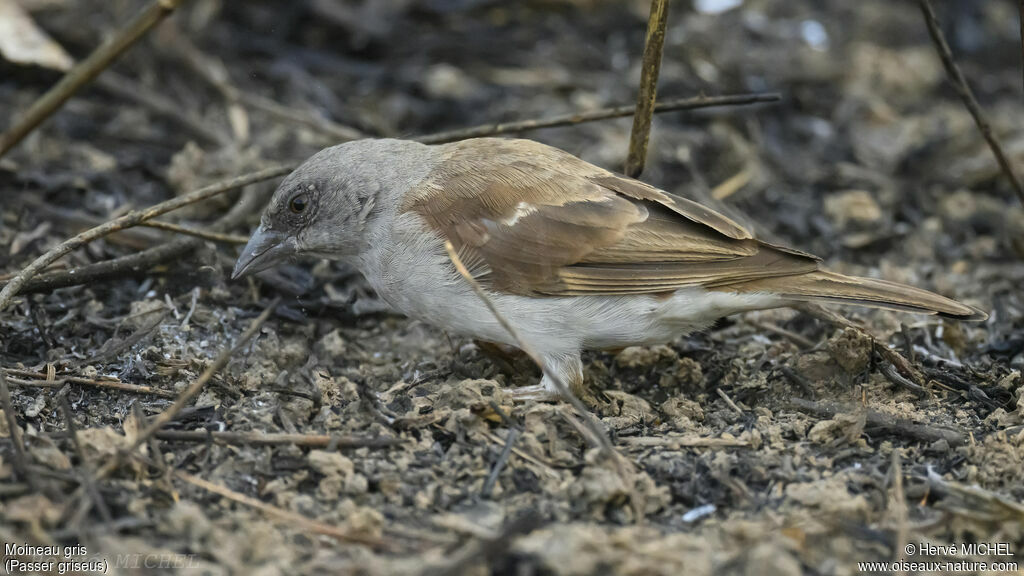 Moineau gris